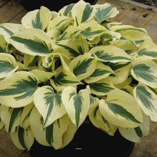 Firn Line Hosta Thumbnail